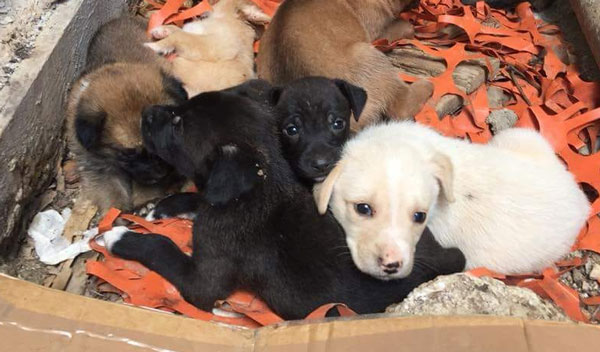 Lettera aperta contro avvelenamento, uccisione e sparizione di cani a San Fili: tra firmatari anche Brunori