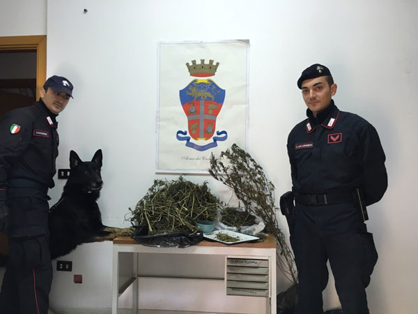 Trovato oltre un chilo di marijuana in un casolare a Cirò