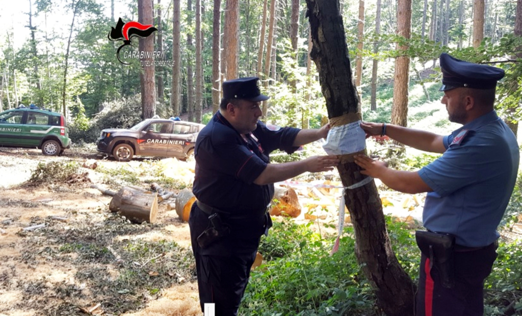 Lamezia, taglio abusivo di quasi tre ettari di bosco di faggio: una denuncia