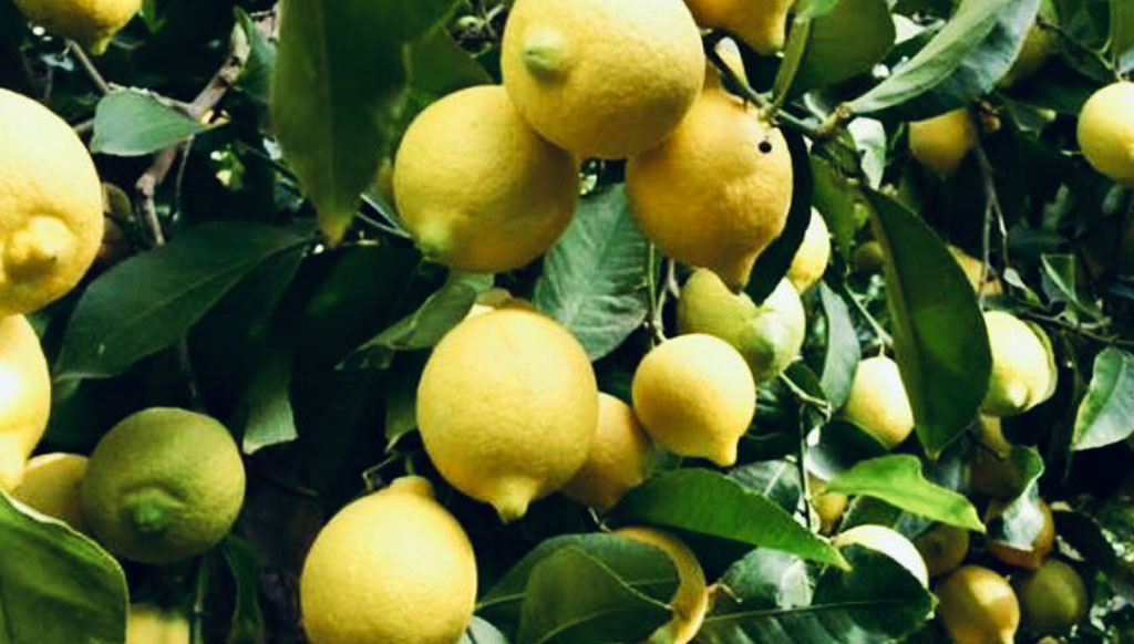 Dalla Puglia alla Calabria per rubare rame e limoni, arrestati