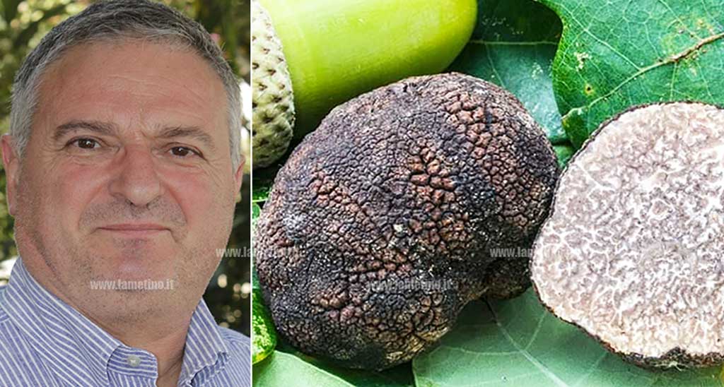 Funghi e tartufi, il tesoro del Reventino: il micologo Gigliotti spiega regole e trucchi