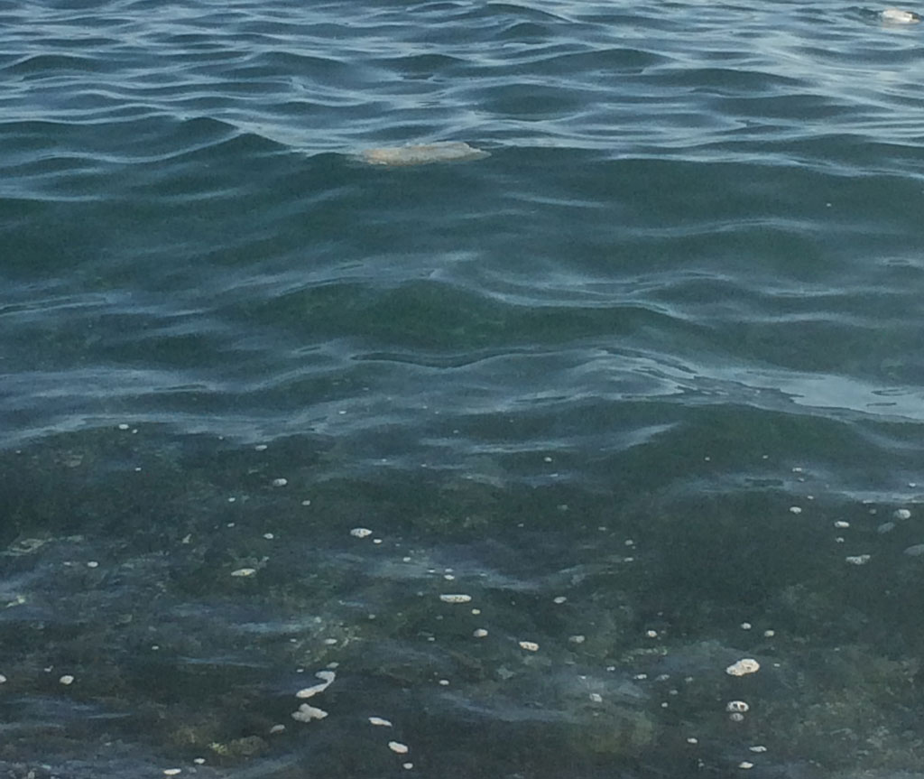 Mare sporco, segnalazioni anche da Falerna