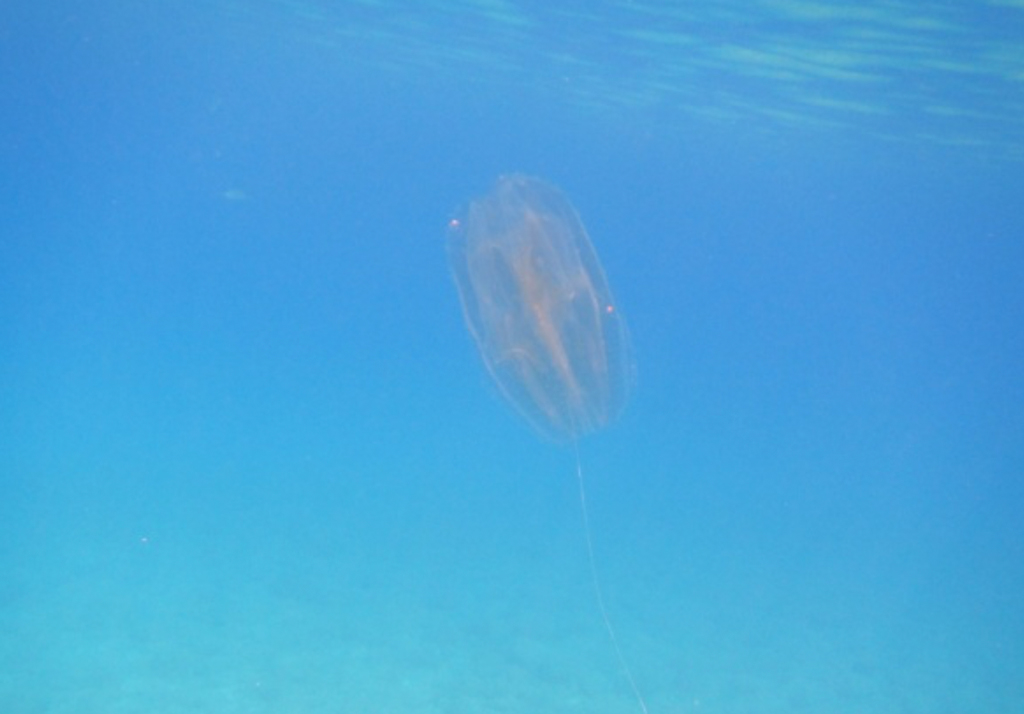 foto-mari-calabria-fondali8.jpg