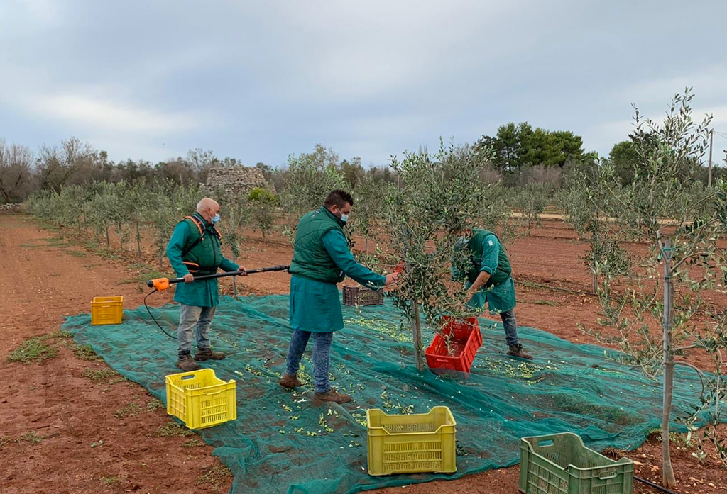 Olio Evo, crolla la produzione anche in Calabria ma qualità resta eccellente