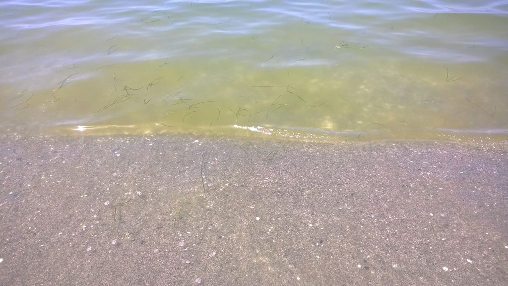 Lamezia, mare verdastro alla Marinella