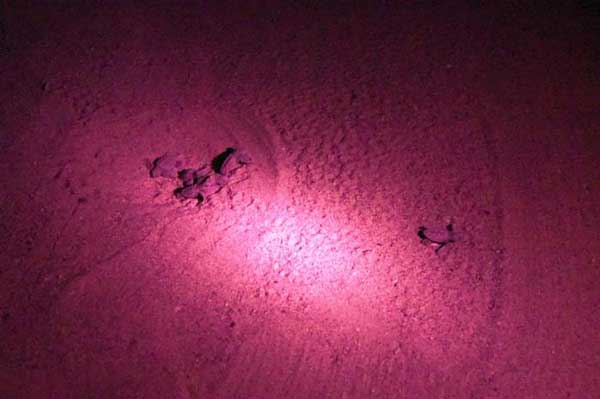 Nate sulla spiaggia di Sibari 45 tartarughe "caretta caretta"