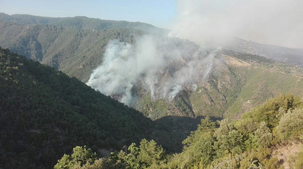 Incendio boschivo nel parco della Sila, una denuncia a Taverna