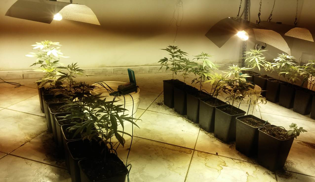 Scoperta coltivazione di cannabis collegata alla rete elettrica pubblica, 3 denunce nel crotonese 