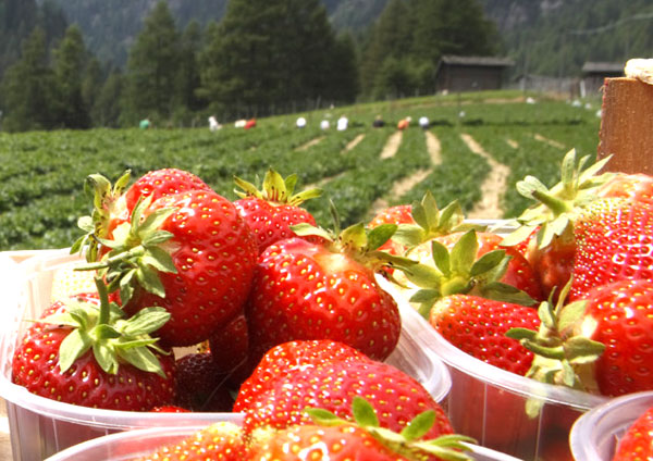 Da 25 anni la festa della fragola di Acconia di Curinga