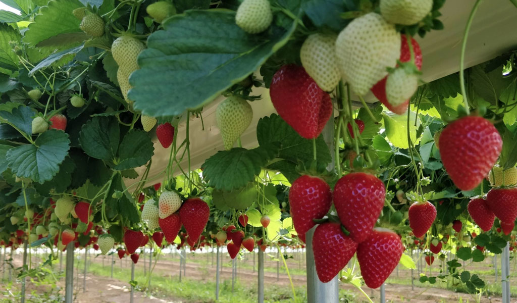 fragole-2025-05-23-alle-10.14.45_46440.jpg
