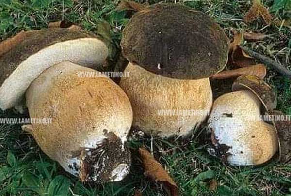 funfhi-bosco-2019.jpg