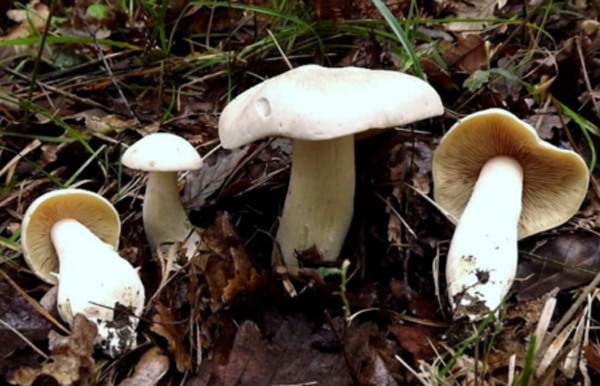 funghi-11062017-084537.jpg