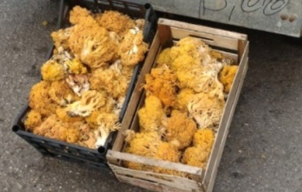 Lamezia, “Sono 24 in due mesi i casi di intossicazione da funghi nel nostro territorio” 