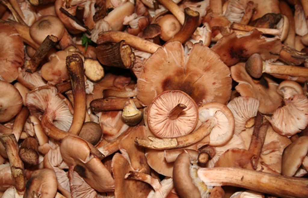Lamezia, controlli nei mercati dopo intossicazioni da funghi: sequestri e sanzioni ai venditori