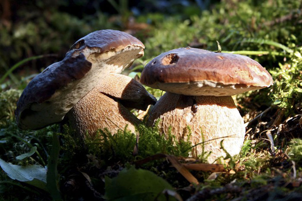 funghi-porcini_ec67f.jpg