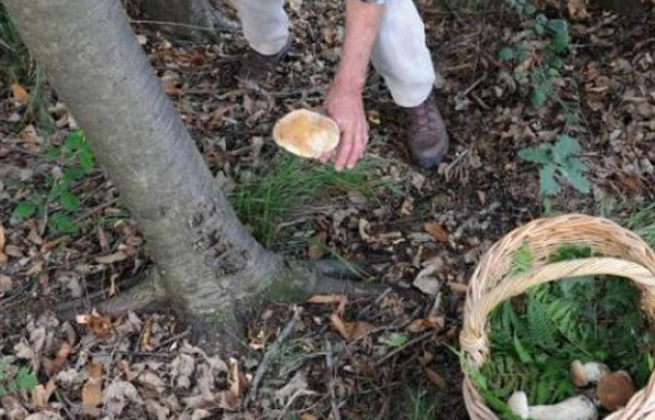 Si erano smarriti nei boschi della Sila in cerca di funghi, ritrovati