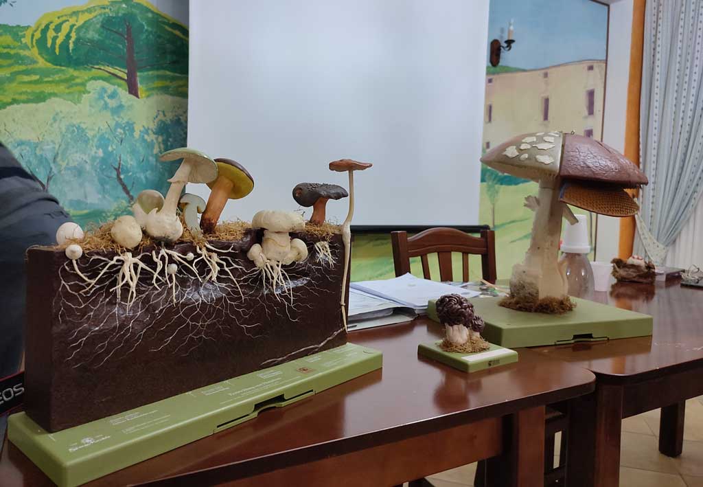 funghi_1ae57.jpg