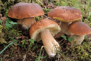 Coldiretti: non solo danni, pioggia salva stagione dei funghi 