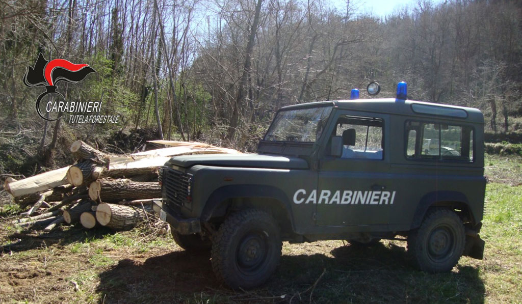 Taglio abusivo e tentato furto di piante lungo torrente, 2 denunce nel catanzarese