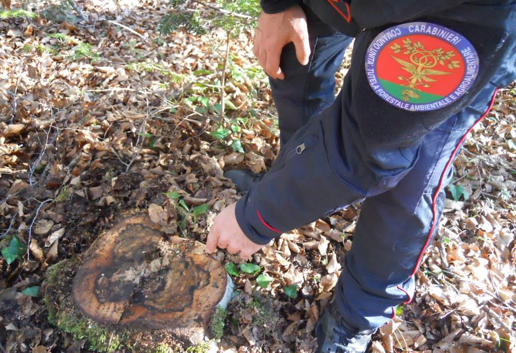 Sorpreso a tagliare pianta di faggio in Riserva naturale, denunciato 63enne nel Vibonese