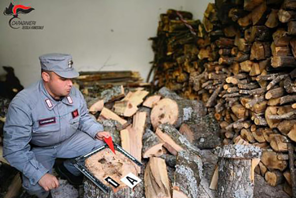 Rubano legna da terreno demaniale, due denunce nel cosentino 