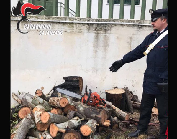 Furto di legname, 3 arresti dai carabinieri nel catanzarese