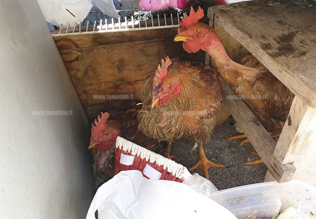 galline.jpg