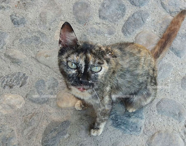 Lamezia, la denuncia dell’associazione “Maidasoli”: gatti torturati e uccisi in via Torre