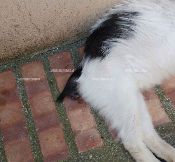 gatti-torturati.jpg
