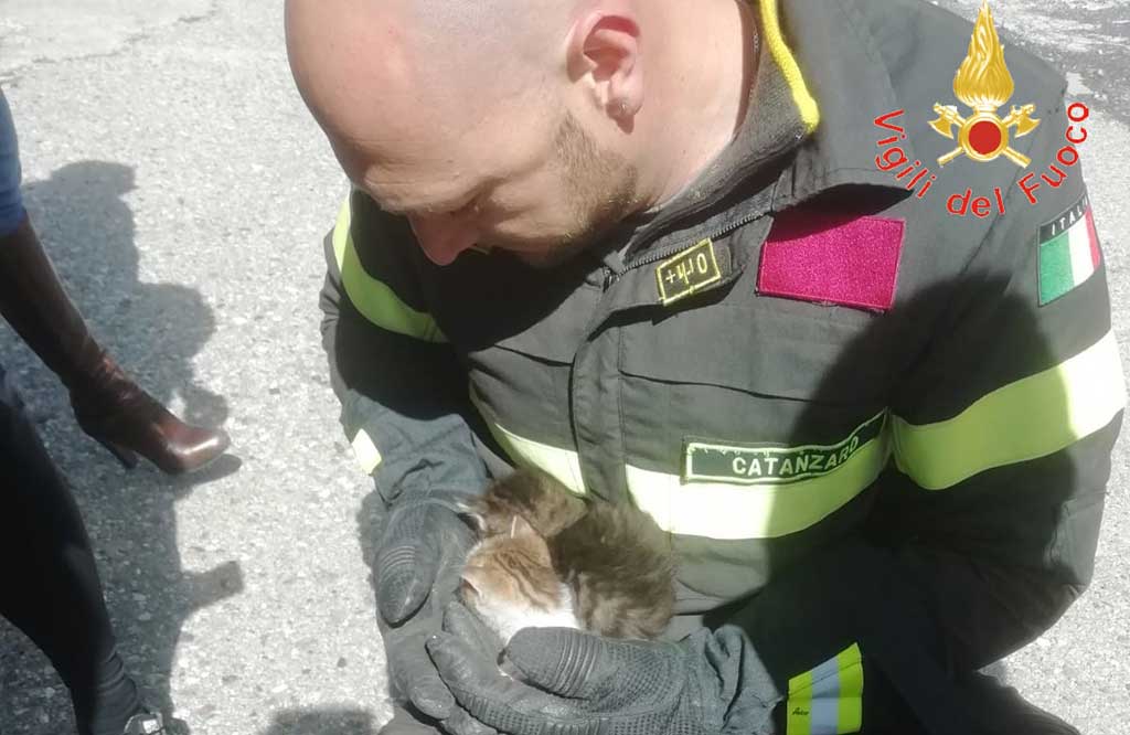 Gattini incastrati nel vano motore auto, salvati dai vigili del fuoco a Catanzaro