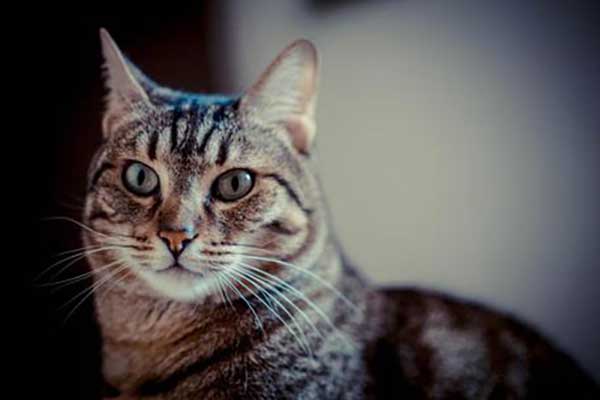Movimento animalista: "Strage di gatti randagi in Calabria, un episodio anche a Lamezia"