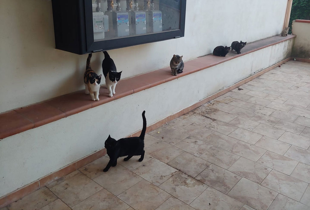 Sette gatti randagi murati in un condominio a Rossano, salvati da un'attivista
