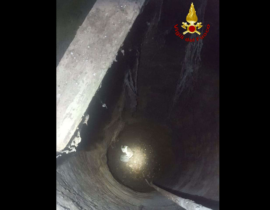 Gattino cade in un pozzo nel Vibonese, salvato da Vigili del Fuoco