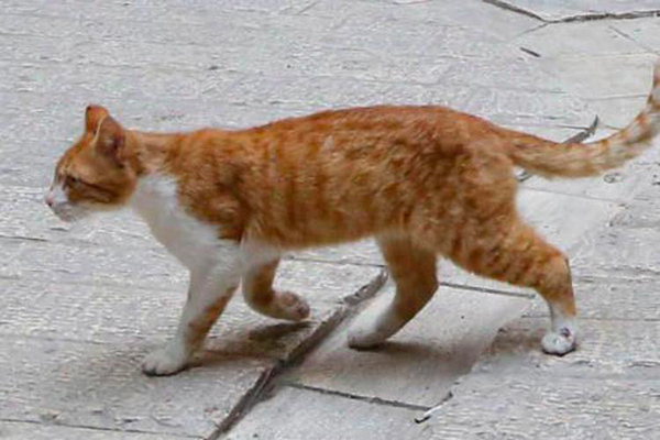 Denuncia dell'Aidaa: "Mattanza di cani e gatti a Gimigliano"