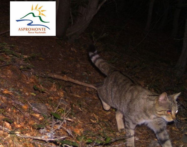 gatto-selvatico-aspromonte-1.jpg