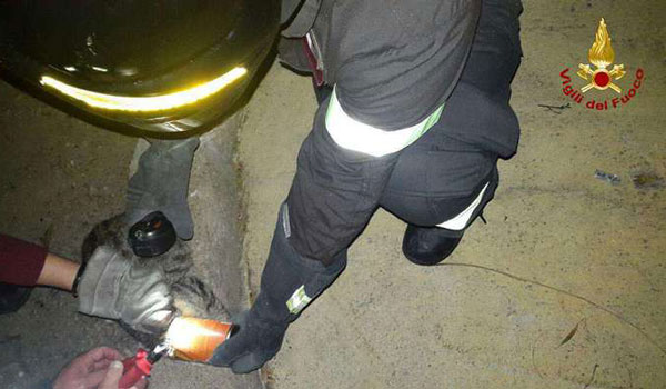 Gatto con testa incastrata in lattina, liberato da vigili del fuoco a Crotone