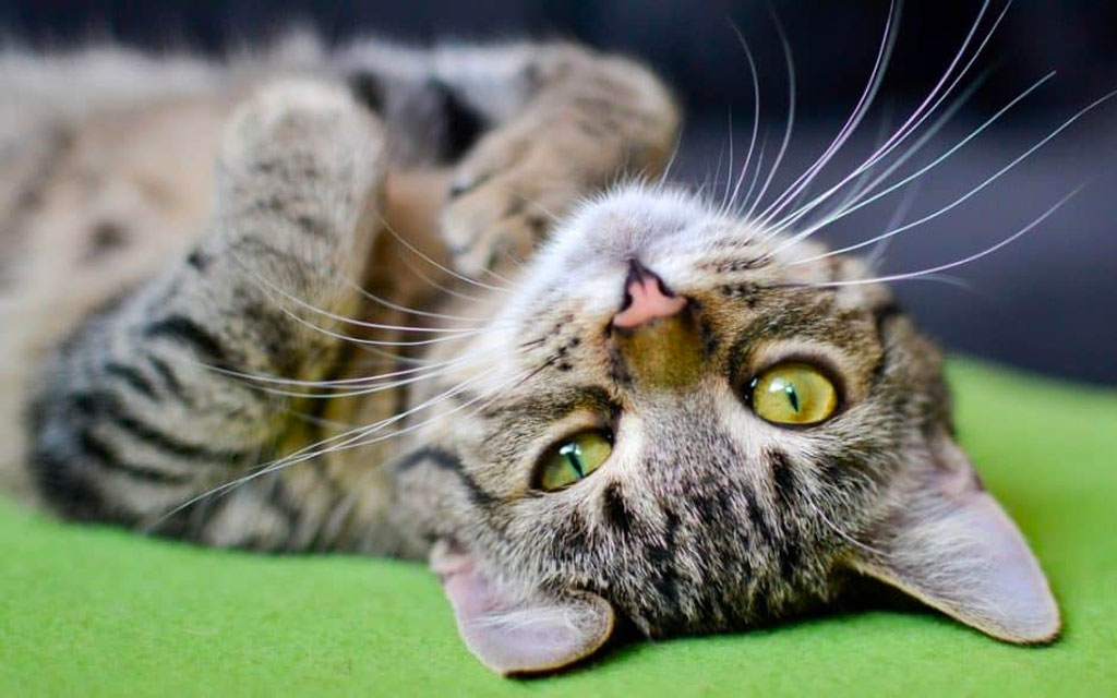 Oggi è la giornata nazionale del gatto, la festa dedicata agli amici a 4 zampe