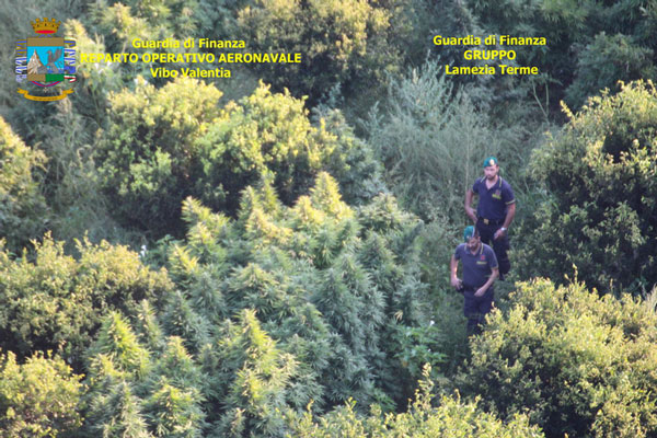 Scoperte oltre 2000 piante di cannabis nascoste tra alberi da frutta a Maida 