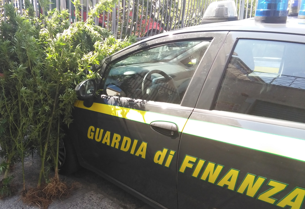 Scoperta piantagione di canapa indiana a Cetraro, sequestrate piante e condannati responsabili