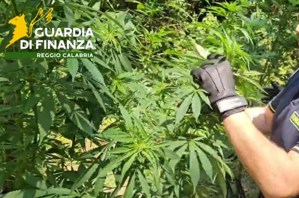 Scoperta piantagione di cannabis a Sant’Eufemia d’Aspromonte, sequestrata