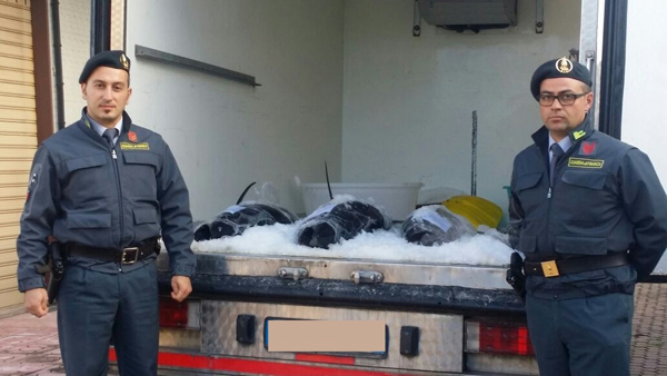 Calabria: Gdf sequestra 150 kg di tonno rosso a Rossano