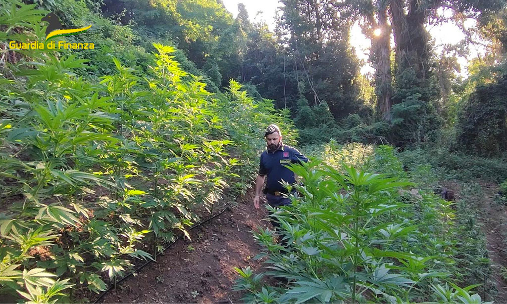 Lamezia, nuovo sequestro di coltivazioni illecite di canapa indiana in località Mitoio: avrebbero fruttato 200mila euro