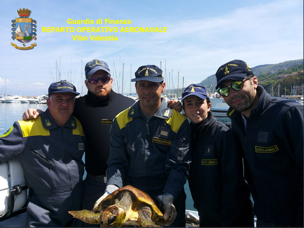 Tartaruga marina in difficoltà soccorsa da Gdf nel reggino