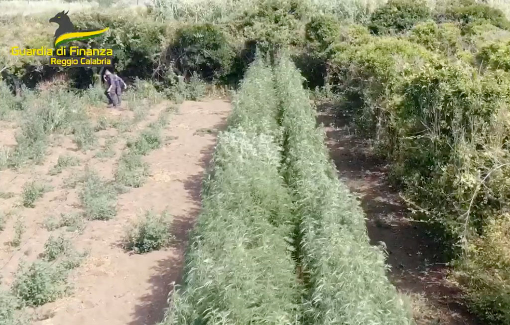 Operazione “Rail Verde”, detenzione e spaccio di marijuana nel Reggino: 16 misure cautelari - VIDEO