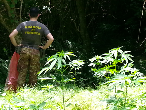 Calabria: Gdf sequestra 3 piantagioni di canapa indiana a Cetraro
