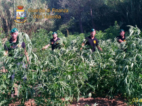 Sequestrati 4 quintali di canapa indiana e arrestati due responsabili nel vibonese 