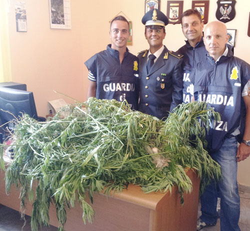 Calabria: Scoperta piantagione canapa indiana. Avrebbe fruttato 130.000 euro