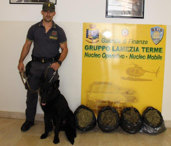 Lamezia: trasportava 4 kg di marijuana, arrestato 40enne crotonese