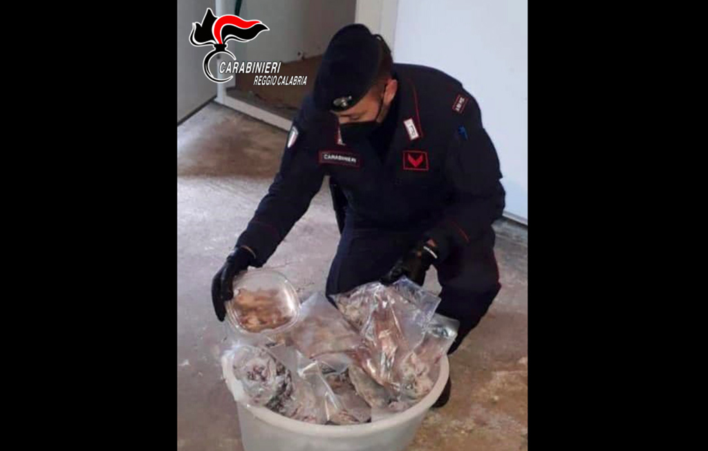 Oltre 200 ghiri trovati in un congelatore e confezionati in pacchetti, tre arresti nel reggino