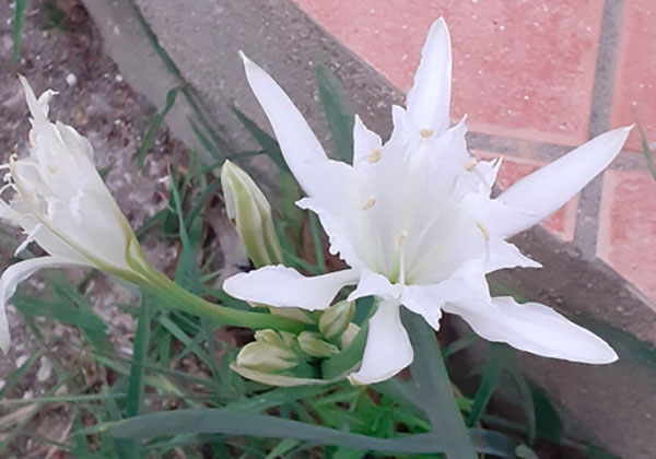 Trovato sulla spiaggia di Belmonte Calabro un fiore a rischio estinzione